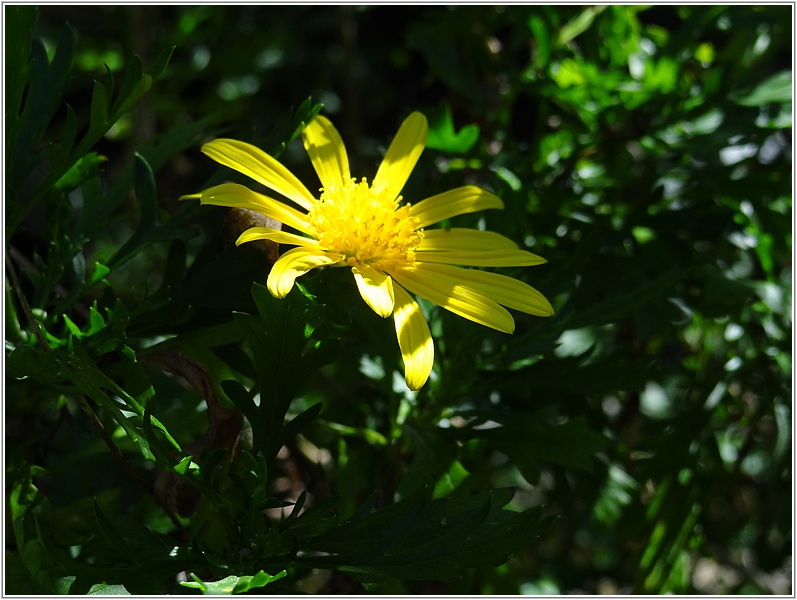 2014-09-30 10-22-54阿里山油菊.JPG